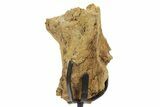 Fossil Hadrosaur Skull Section w/ Metal Stand - South Dakota #378561-2